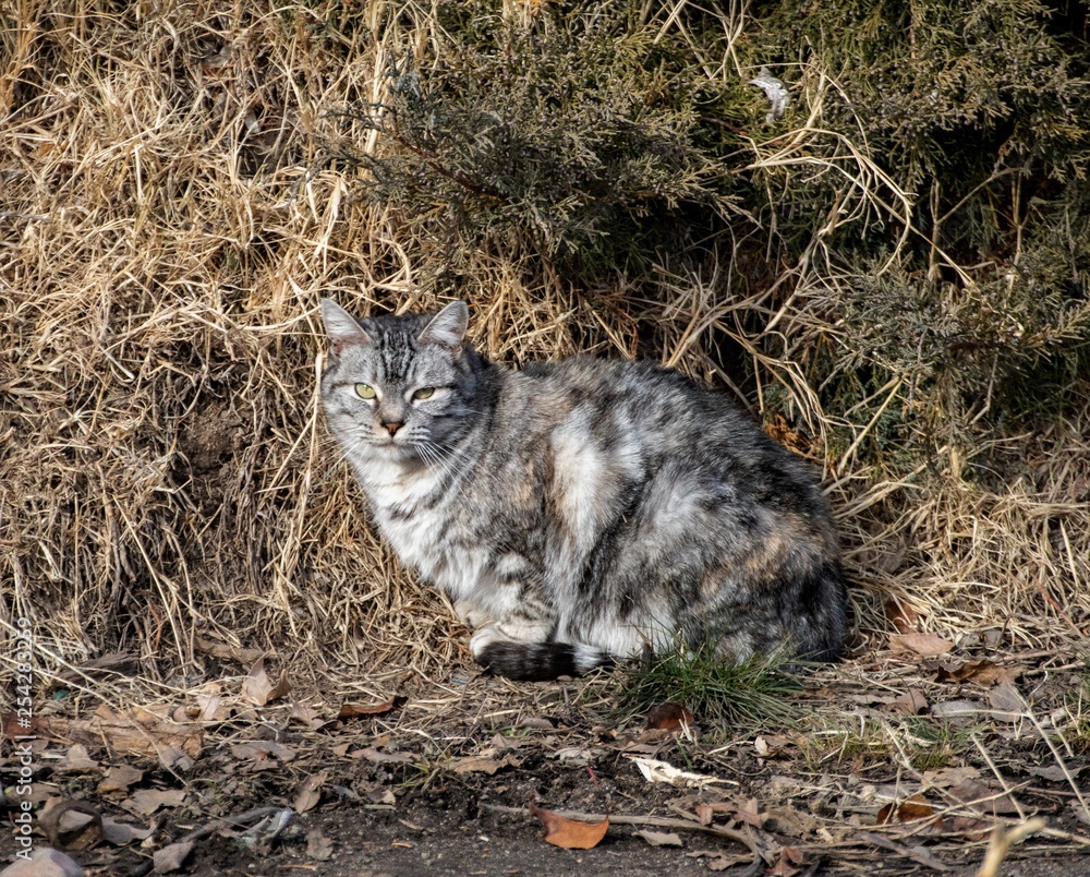 Feral Queen