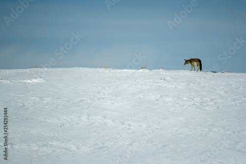 Coyote stalking in snow taken in yellowstone national park
