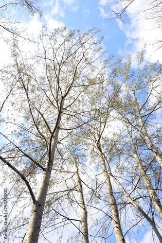 Weiße Birken ragen in den blauen Himmel