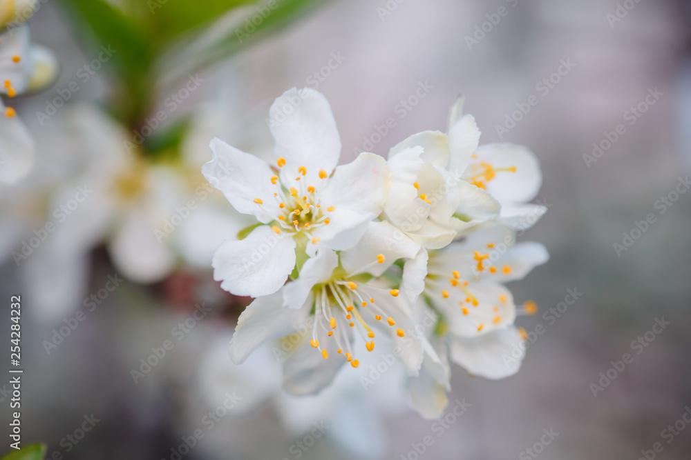 Prunus cerasus, sour cherry, tart , or dwarf, morello, amarelle, Montmorency cherry white delicate flower with young green leaves Prunus cerasus, sour cherry, tart , or dwarf, morello, amarelle, Montmorency cherry white delicate flower with young green leaves