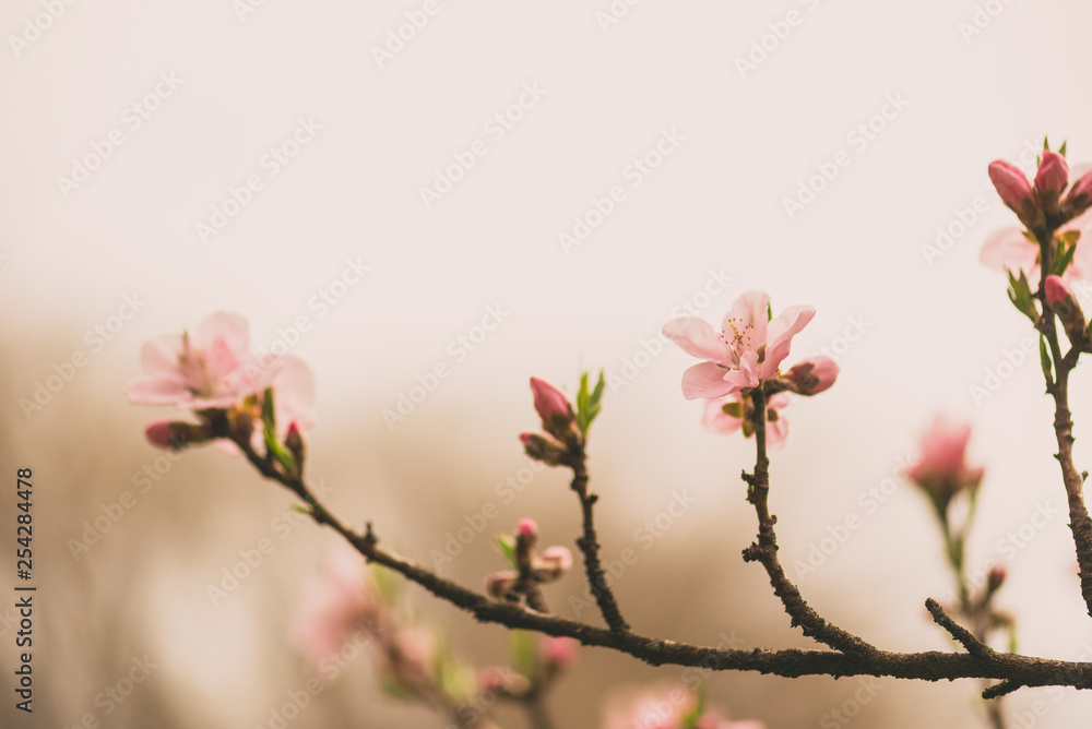 Fototapeta premium branches with cherry blossom flowers in the Spring