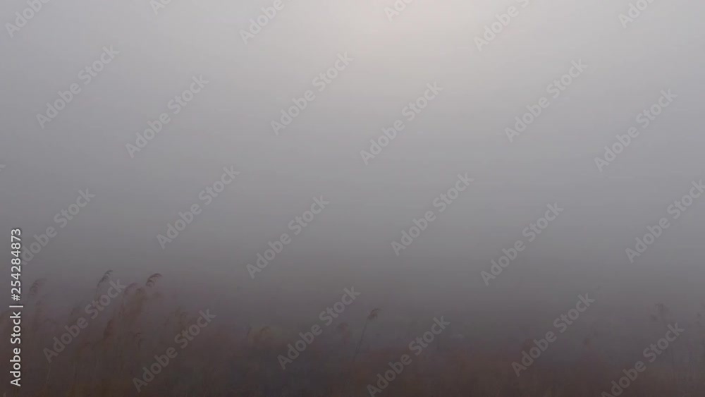 A reed bed blind in the mist. A reed bed blind in the mist.