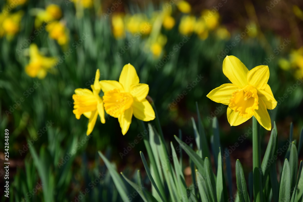 Narzissen und Osterglocken im Park im Sonnenschein Narzissen und Osterglocken im Park im Sonnenschein