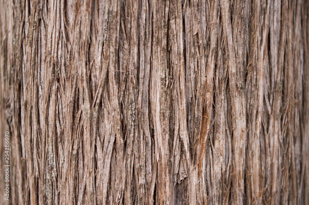 tree surface texture tree surface texture