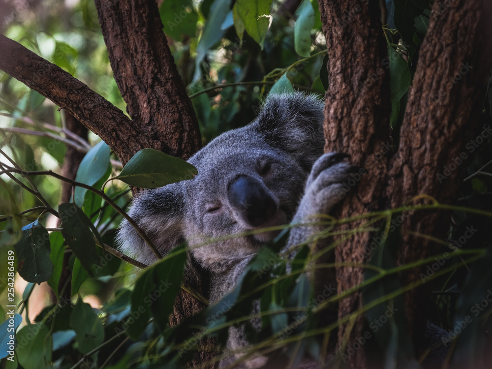 Fototapeta premium Sleepy