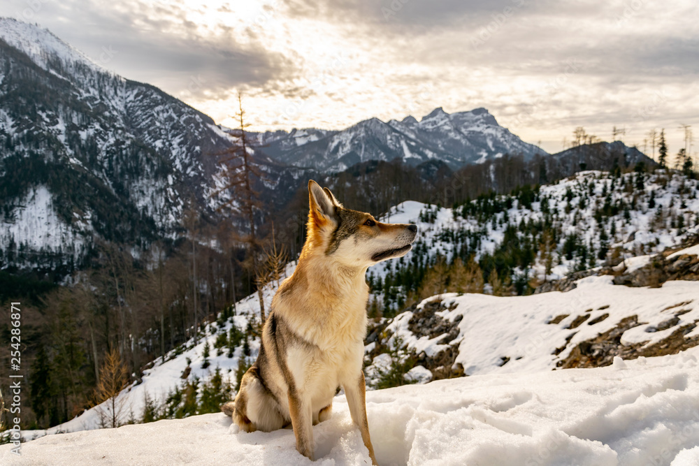 Obraz premium Wolfdog in the mountain