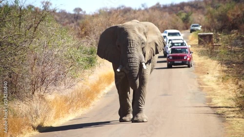 African elephant walking on a road.