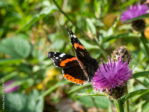 butterfly sitting on purple flower