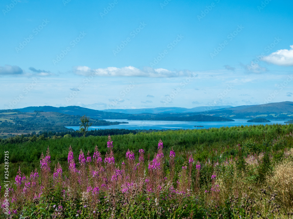 Fototapeta premium blue lake (loch lomond) on a sunny day with flowers and meadow