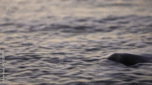 Wallpaper Mural water comes in and covers a lone stone Torontodigital.ca