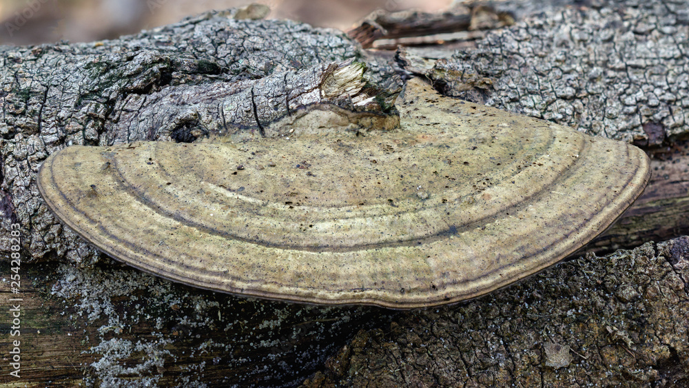 Close-up of Bracket Fungus growing on a fallen branch - approx 100mm wide - NSW, Australia