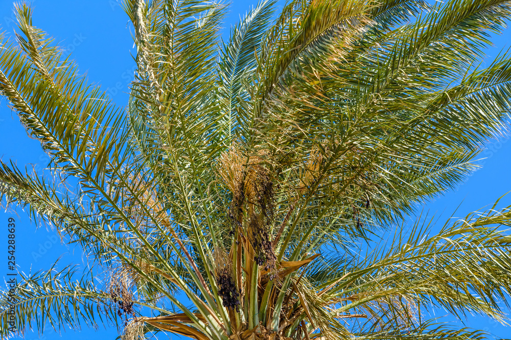 Green date palm tree against the blue sky Green date palm tree against the blue sky