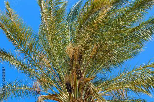Green date palm tree against the blue sky