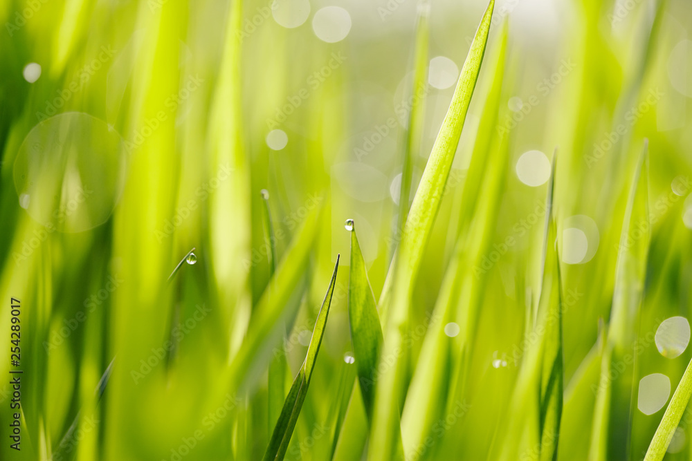 Fototapeta premium Abstract background with bokeh with a green grass.