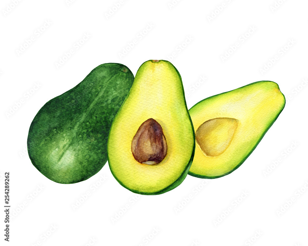 Fresh whole and cut in half of avocado (also called an avocado pear, butter fruit or alligator pear). Hand drawn botanical watercolor painting illustration isolated on white background.