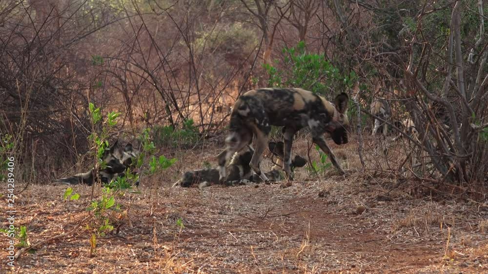 Wild dogs relaxing in shade lat afternoon Wild dogs relaxing in shade lat afternoon