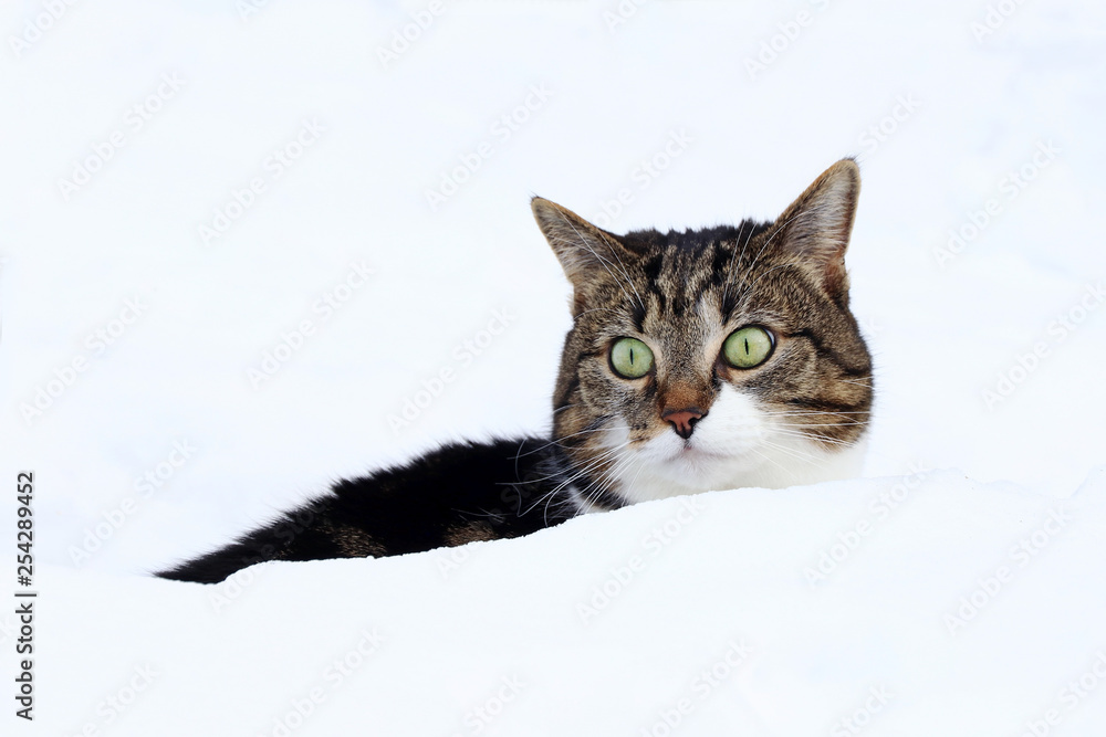 Eine kleine Katze schaut neugierig hinter hohem Schnee hervor