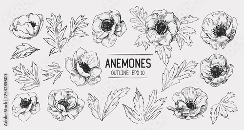 Sketch of anemone flowers. Hand drawn illustration converted to vector photo