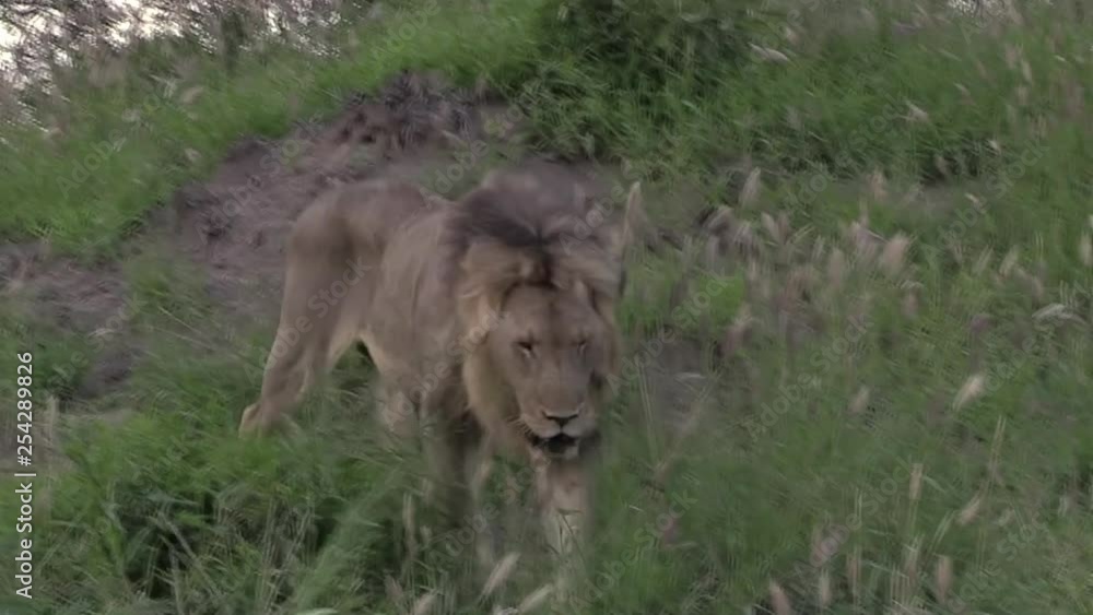 Lone Male Lion Walking Towards Camera, Passes Closely By. Lone Male Lion Walking Towards Camera, Passes Closely By.