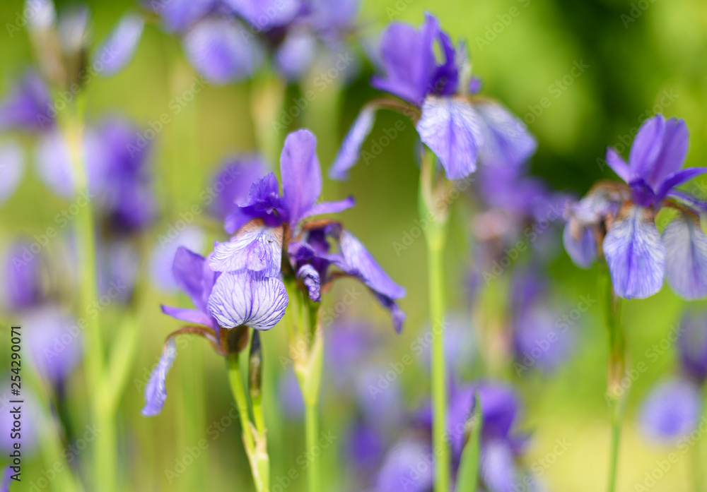 Purple Iris Sibirica (Iridaceae) or Siberian iris in natural environment in late spring, very shallow depth of field