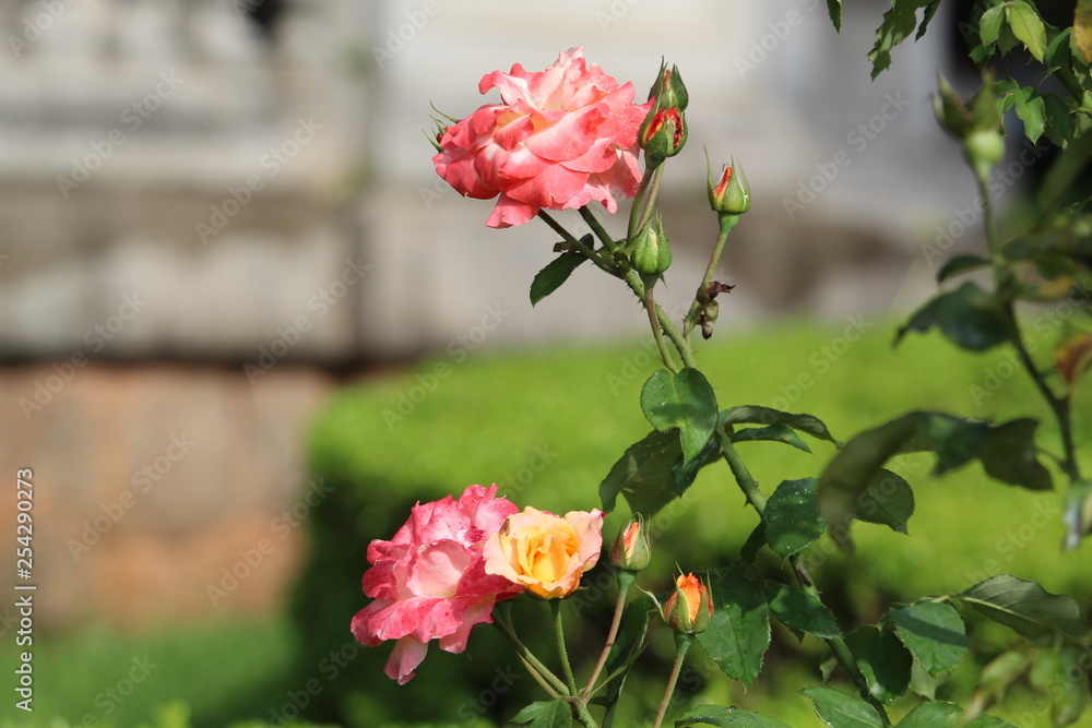 Fototapeta premium rosa