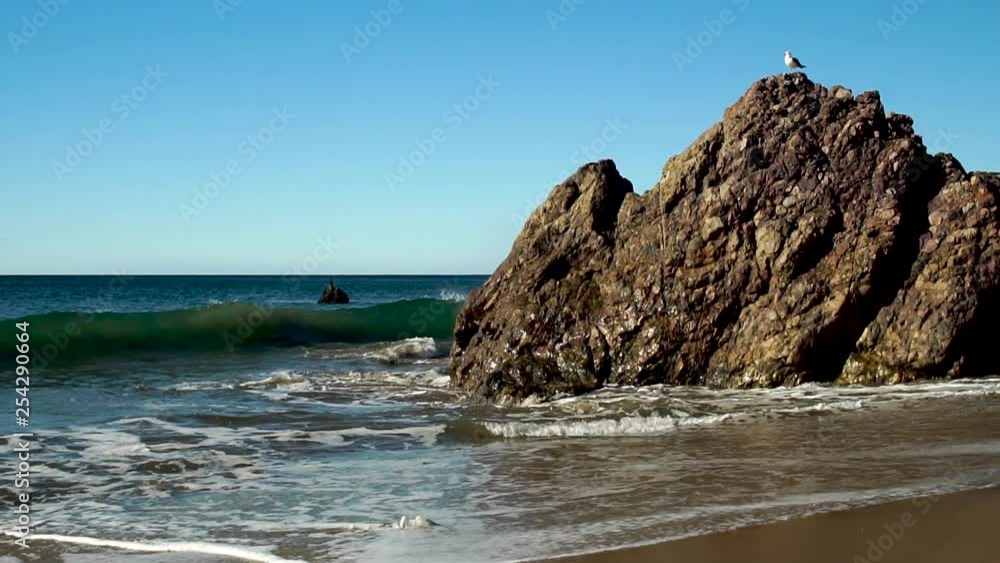 Seagull perched on rock on Malibu beach with crashing waves, Slow Motion Seagull perched on rock on Malibu beach with crashing waves, Slow Motion