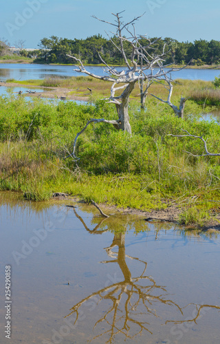 Sawpit Creek at Big Talbot State Park, Jacksonville, Duval County, Florida USA photo