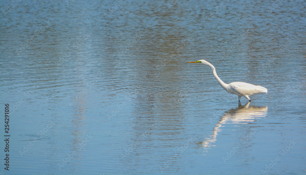Fototapeta premium Great White Heron at Big Talbot Island State Park, Jacksonville, Duval County Florida USA