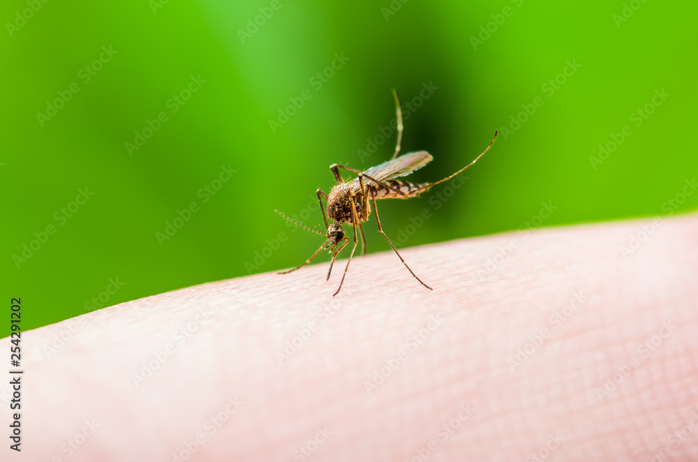 Yellow Fever, Malaria or Zika Virus Infected Mosquito Insect Macro on Green Background Yellow Fever, Malaria or Zika Virus Infected Mosquito Insect Macro on Green Background