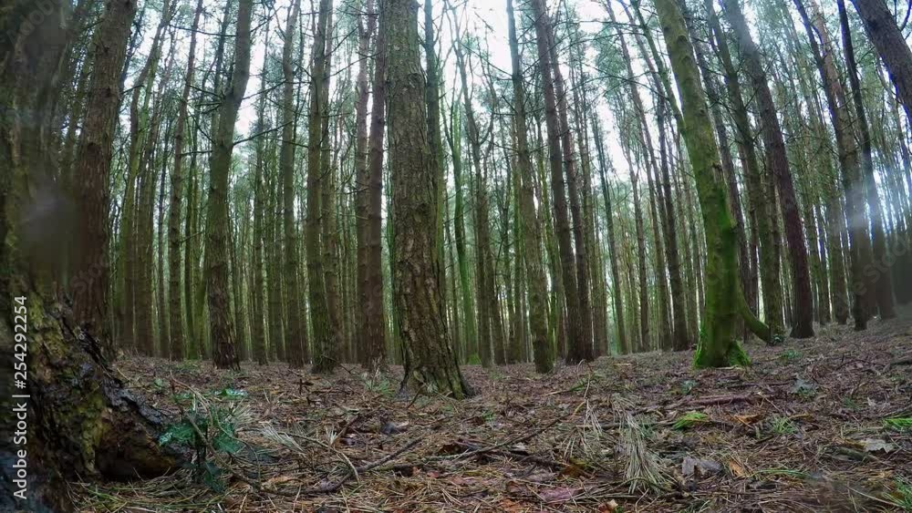 Panning Time-lapse of a forest, woods scene on a cold, winter, spring day as rain falls through the tree line, English woodlands Panning Time-lapse of a forest, woods scene on a cold, winter, spring day as rain falls through the tree line, English woodlands