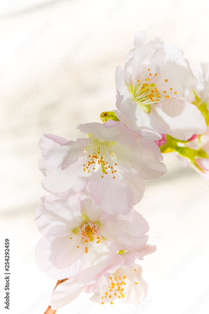 早咲き 山桜 Japanese wild cherry tree 早咲き 山桜 Japanese wild cherry tree