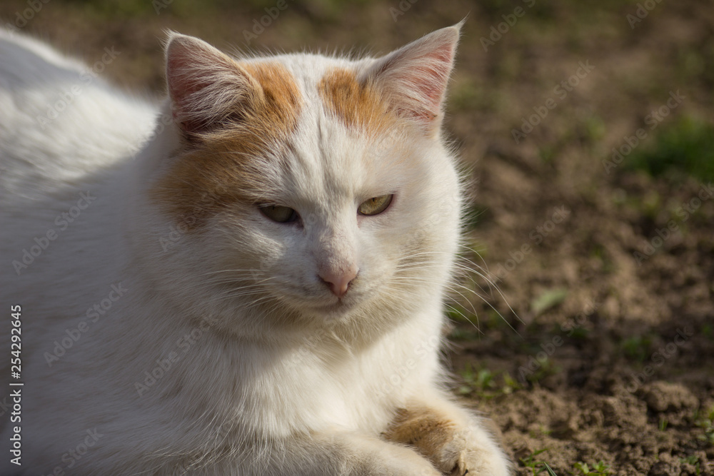 Domestic cat close up. Domestic cat close up.