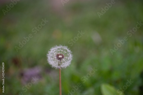 Half Dandelion Green Background with soft green bokeh and soft lighting