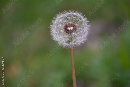 Half Dandelion Green Background with soft green bokeh and soft lighting