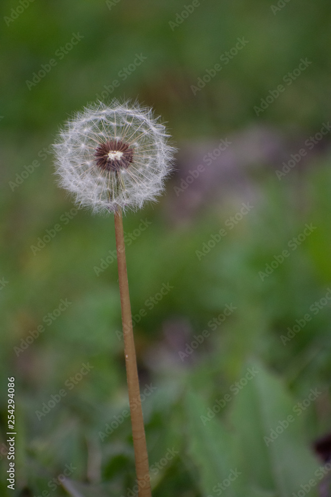 Half Dandelion Green Background with soft green bokeh and soft lighting Half Dandelion Green Background with soft green bokeh and soft lighting