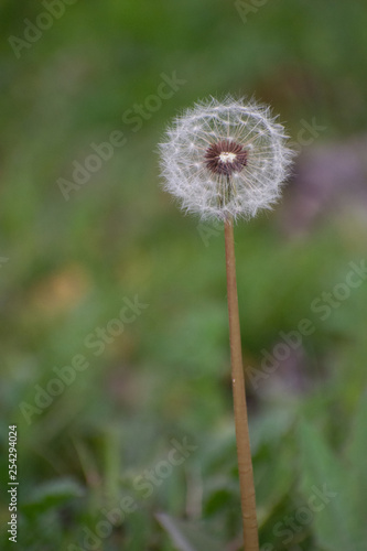 Half Dandelion Green Background with soft green bokeh and soft lighting