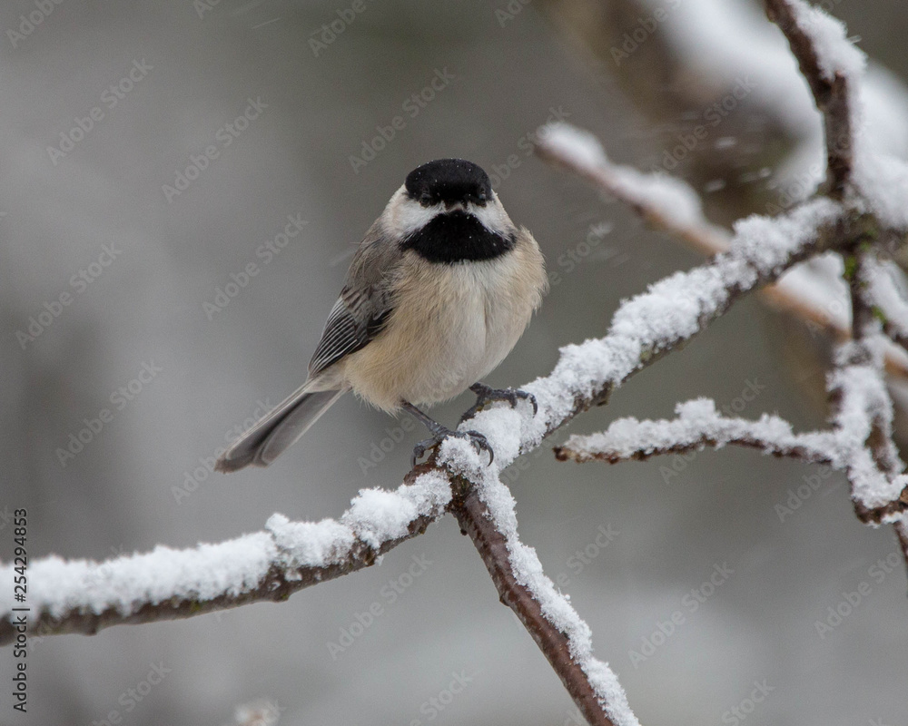 Obraz premium chickadee in the snow