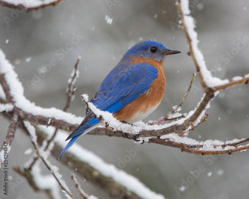 bluebird in the snow