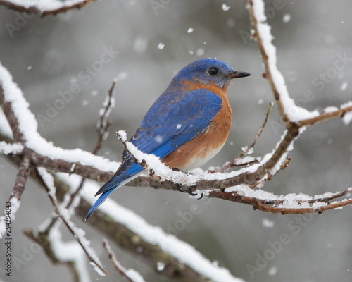 Bluebird in the snow