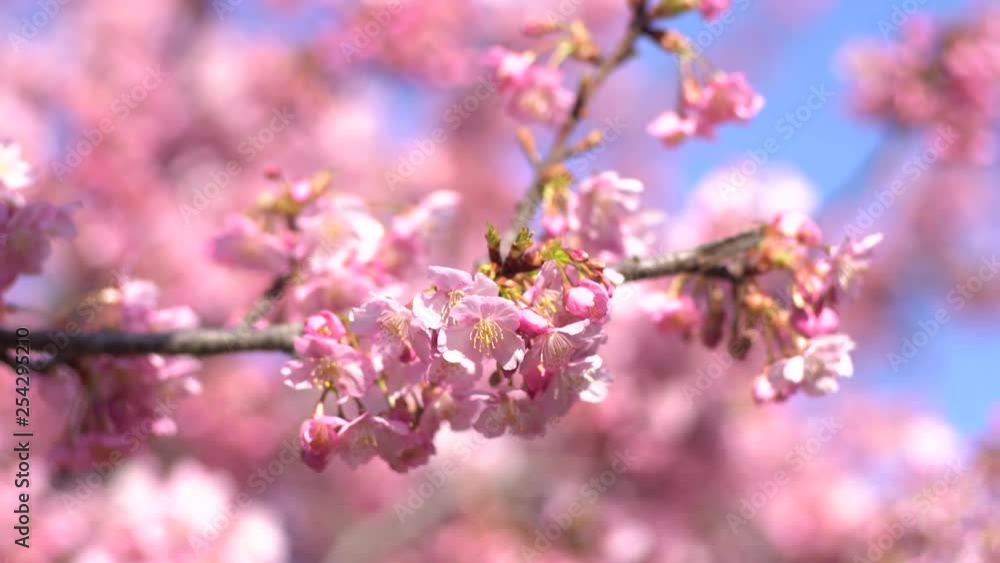 風に揺れる河津桜