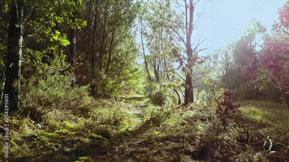 Aerial shot Dolly in through a rainy and sunny forest in autumn, France Aerial shot Dolly in through a rainy and sunny forest in autumn, France