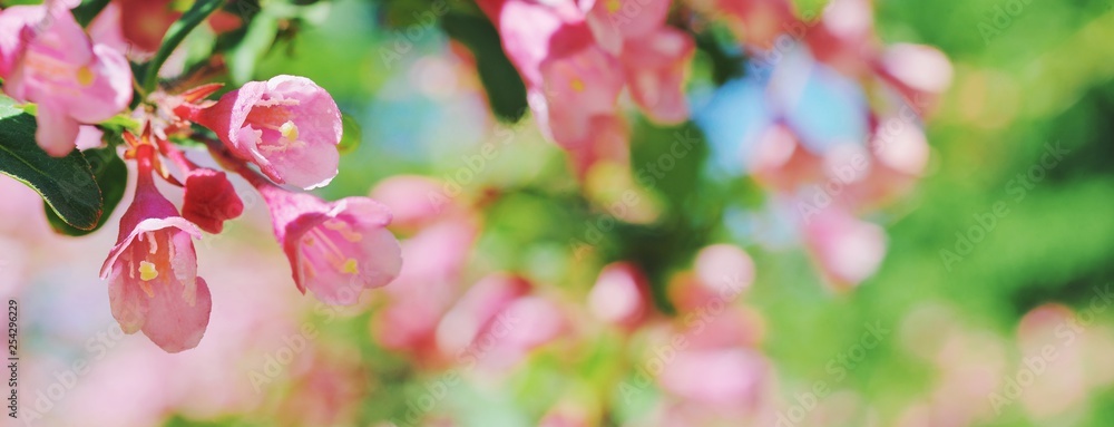 Beautiful floral spring abstract background of nature Branches blossoming flower macro soft focus background Easter and love greeting cards, copy space Wonderful spring pink violet flowers tree bunch