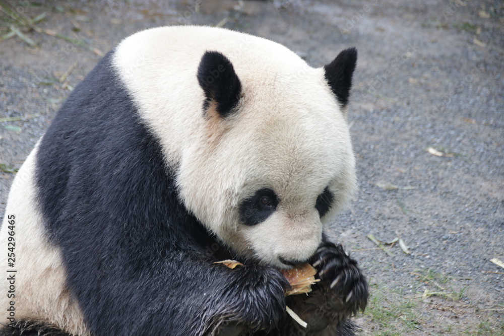 Naklejka premium Male Panda is Eating Bamboo Biscuit, Shanghai, China