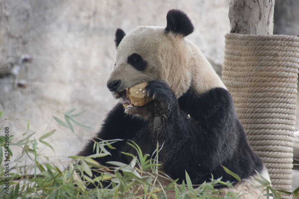 Obraz premium Giant Panda in Shanghai eats Bamboo Biscuit,China