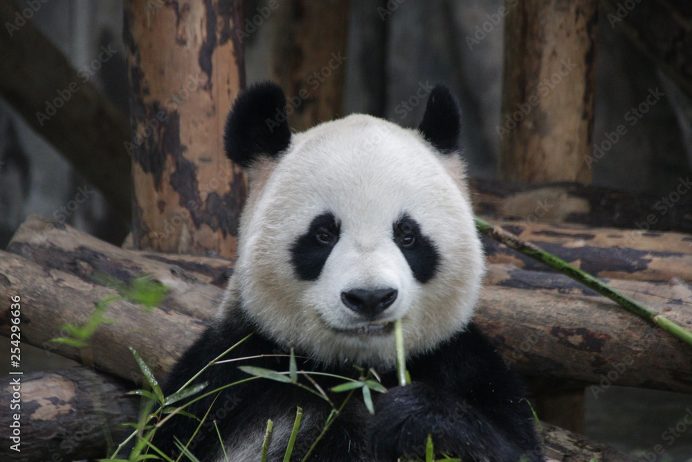 Sweet Fluffy Face of Female Panda name Gong Zhu which means Princess in Chinese, Shanghai, China