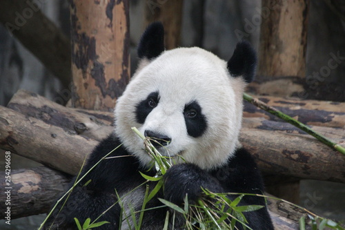 Fototapeta Naklejka Na Ścianę i Meble -  Sweet Fluffy Face of Female Panda name Gong Zhu which means Princess in Chinese, Shanghai, China