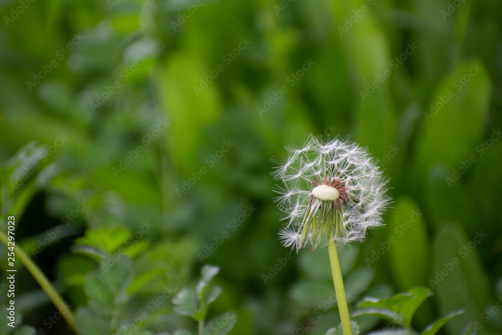 Half Dandelion Green Background with soft green bokeh and soft lighting