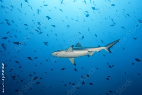 Wallpaper Mural Grey reef shark (Carcharhinus amblyrhynchos) with school of fish red-toothed triggerfish (Odonus niger) in blue water, Indian Ocean, Maldives, Asia Torontodigital.ca