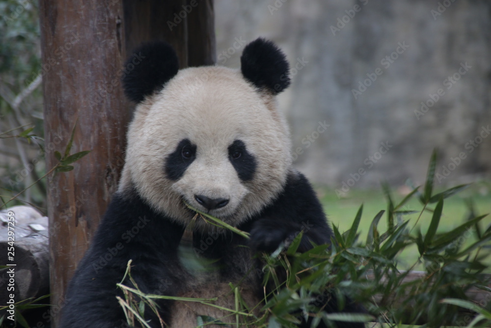 Fluffy Round Face Panda is Eating Bamboo Leaves, Beijing, China Fluffy Round Face Panda is Eating Bamboo Leaves, Beijing, China