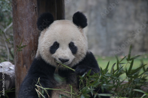 Fluffy Round Face Panda is Eating Bamboo Leaves, Beijing, China